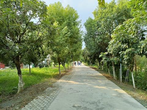 紅嶺村村道寬闊整潔，綠樹成蔭.jpg