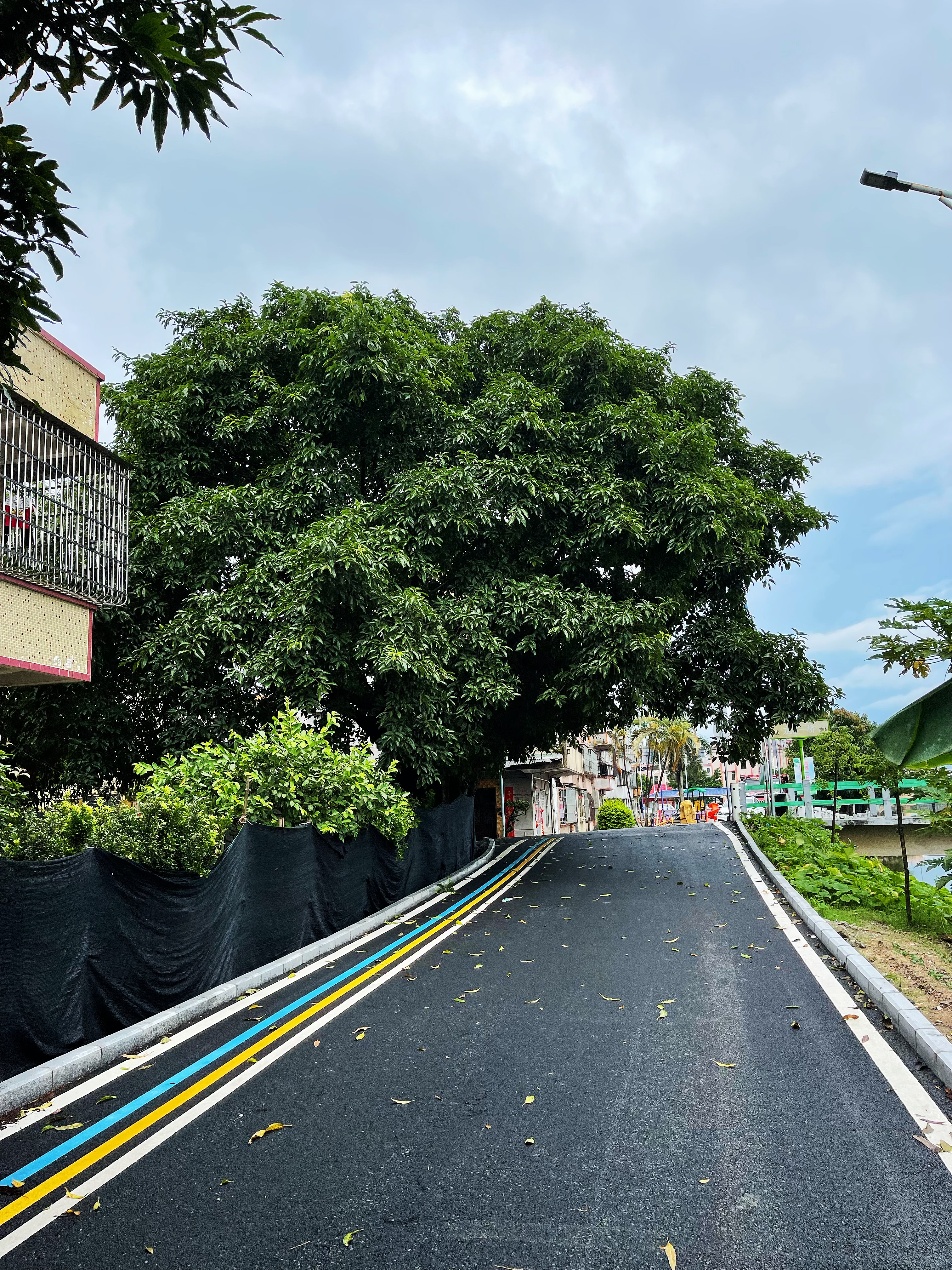 1龍勝一橋頭附近兩棵高大樹木不僅遮擋道路視線，還給村民們造成了安全隱患.jpg